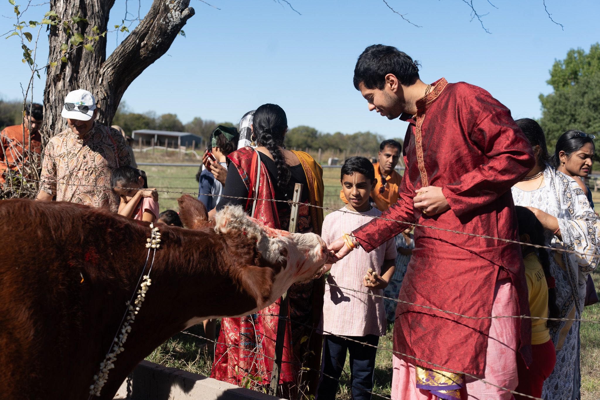 Cow Feeding